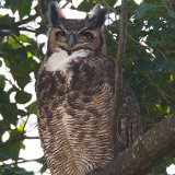 11SB4013 Great-horned Owl